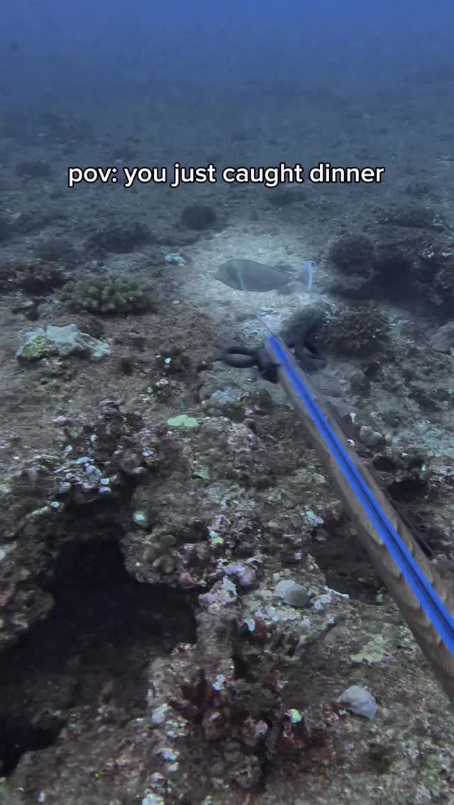 islandcatchandcook 게시물 이미지: Kala Unicornfish catch and cook ASMR 

How do...