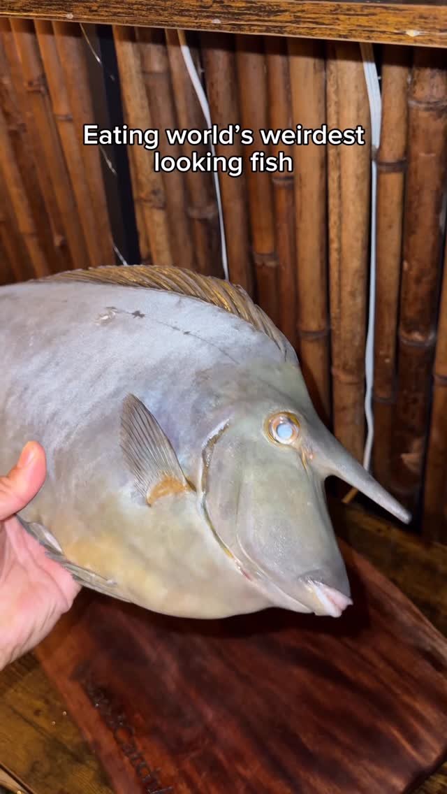 islandcatchandcook 게시물 이미지: Trying the weirdest looking fish. Would you...