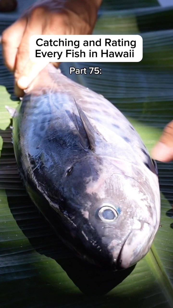 islandcatchandcook 게시물 이미지: Do you like kawakawa or aku better?...