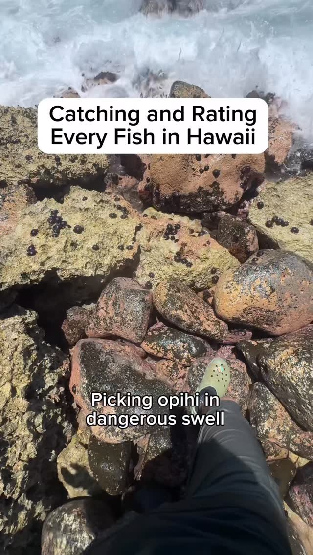 islandcatchandcook 게시물 이미지: Would you try this opihi poke?

#catchandcook...