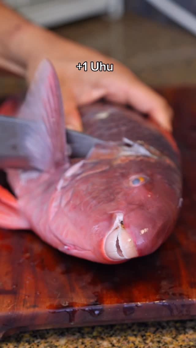 islandcatchandcook 게시물 이미지: Uhu tacos ASMR 

#catchandcook #spearfishing...