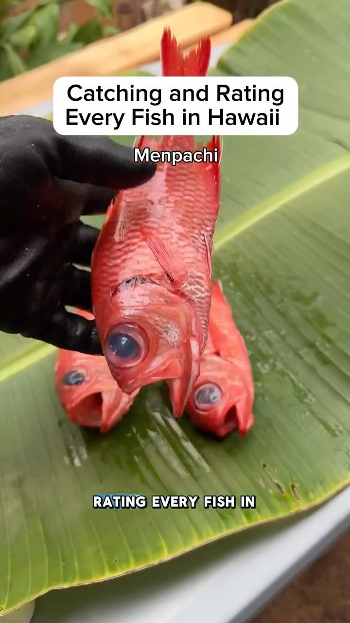 islandcatchandcook 게시물 이미지: Frying up some menpachi even though the eels...