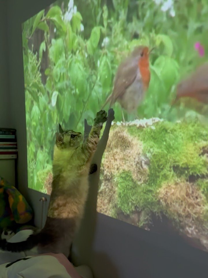 isolchoe 게시물 이미지: 시간은 한정돼 있고 사랑하며 살기도 바쁜 삶.

저 요즘 간혹 슬퍼질 때가...