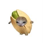 pistachiogxng 프로필 사진