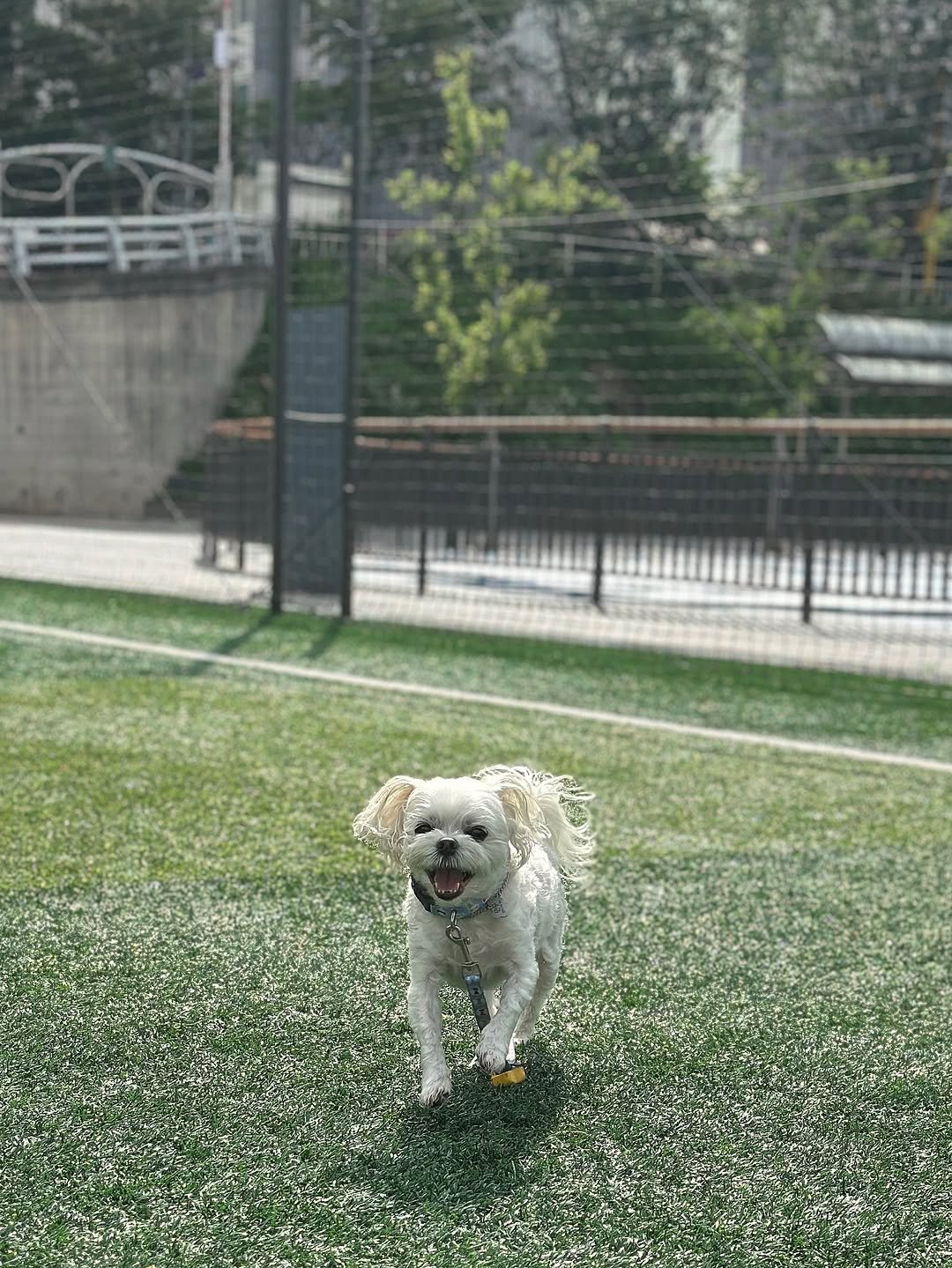 Photo by 만두૮ . ̫ . ა ྀིྀིྀིྀིྀིྀིྀ on June 01, 2025. May be an image of Maltese, Pekinese, Bedlington terrier, grass and park.