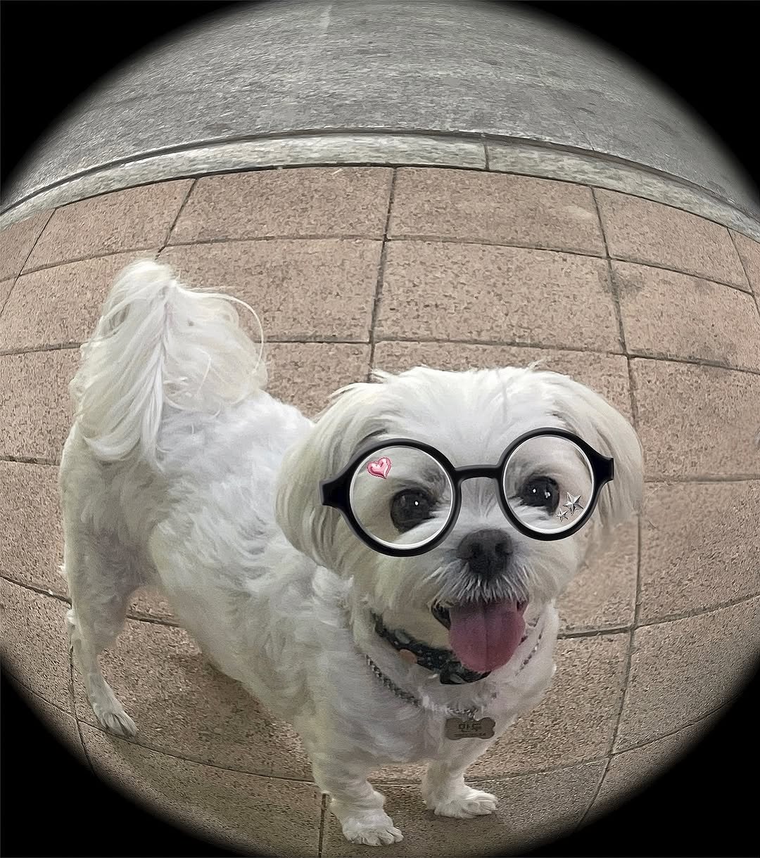 Photo by 만두૮ . ̫ . ა ྀིྀིྀིྀིྀིྀིྀ on August 07, 2025. May be an image of Maltese, chihuahua, Pekinese and text.