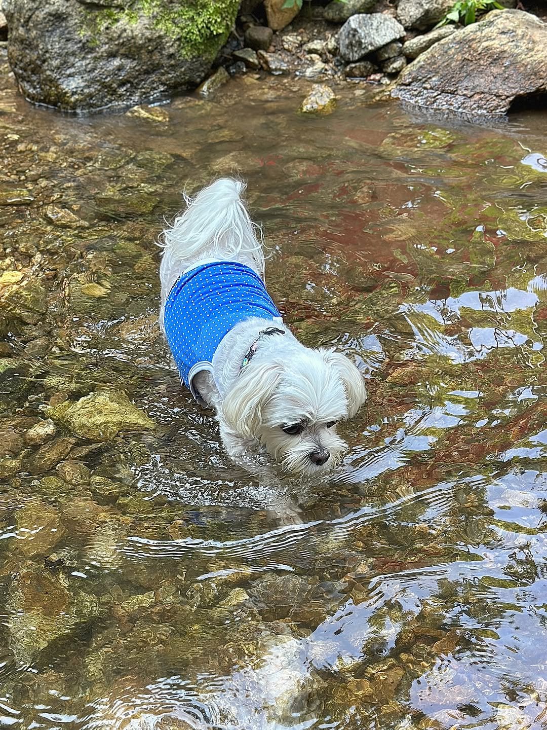 Photo shared by 만두૮ . ̫ . ა ྀིྀིྀིྀིྀིྀིྀ on July 08, 2025 tagging @nerdog_official. May be an image of Maltese, Bedlington terrier and text.