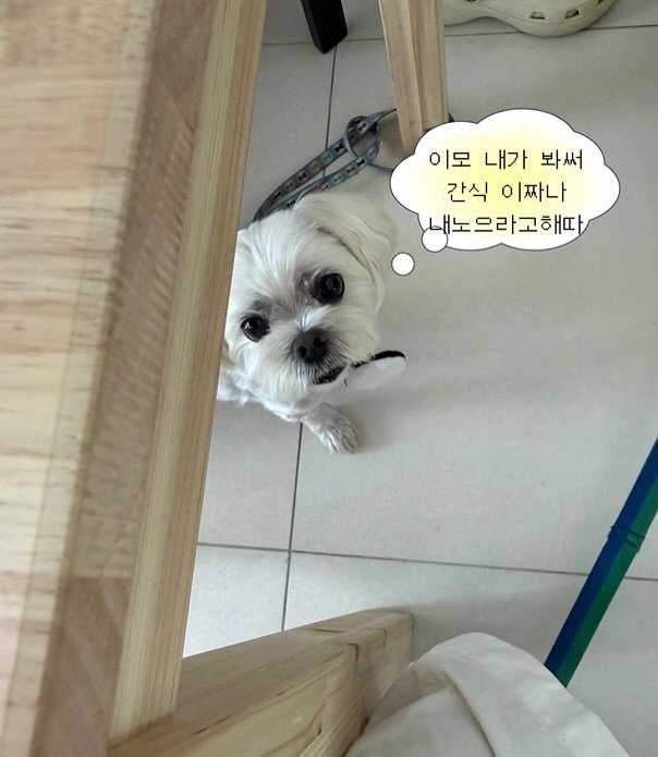 Photo by 만두૮ . ̫ . ა ྀིྀིྀིྀིྀིྀིྀ on July 27, 2025. May be an image of Maltese and text that says '이모 내가 봐써 간식 이짜나 내노으라고해따'.