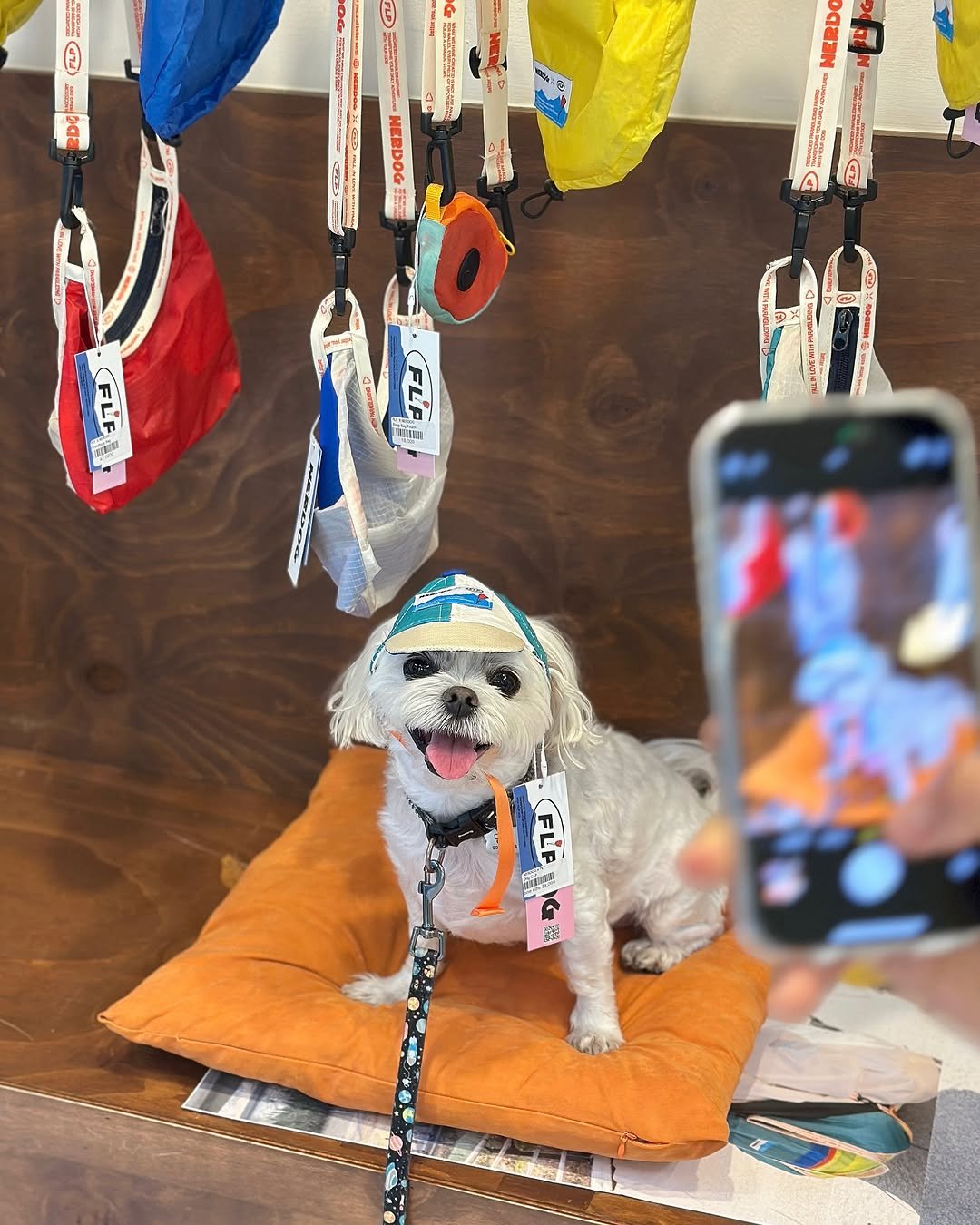 Photo shared by 만두૮ . ̫ . ა ྀིྀིྀིྀིྀིྀིྀ on May 21, 2025 tagging @nerdog_official. May be an image of Maltese.