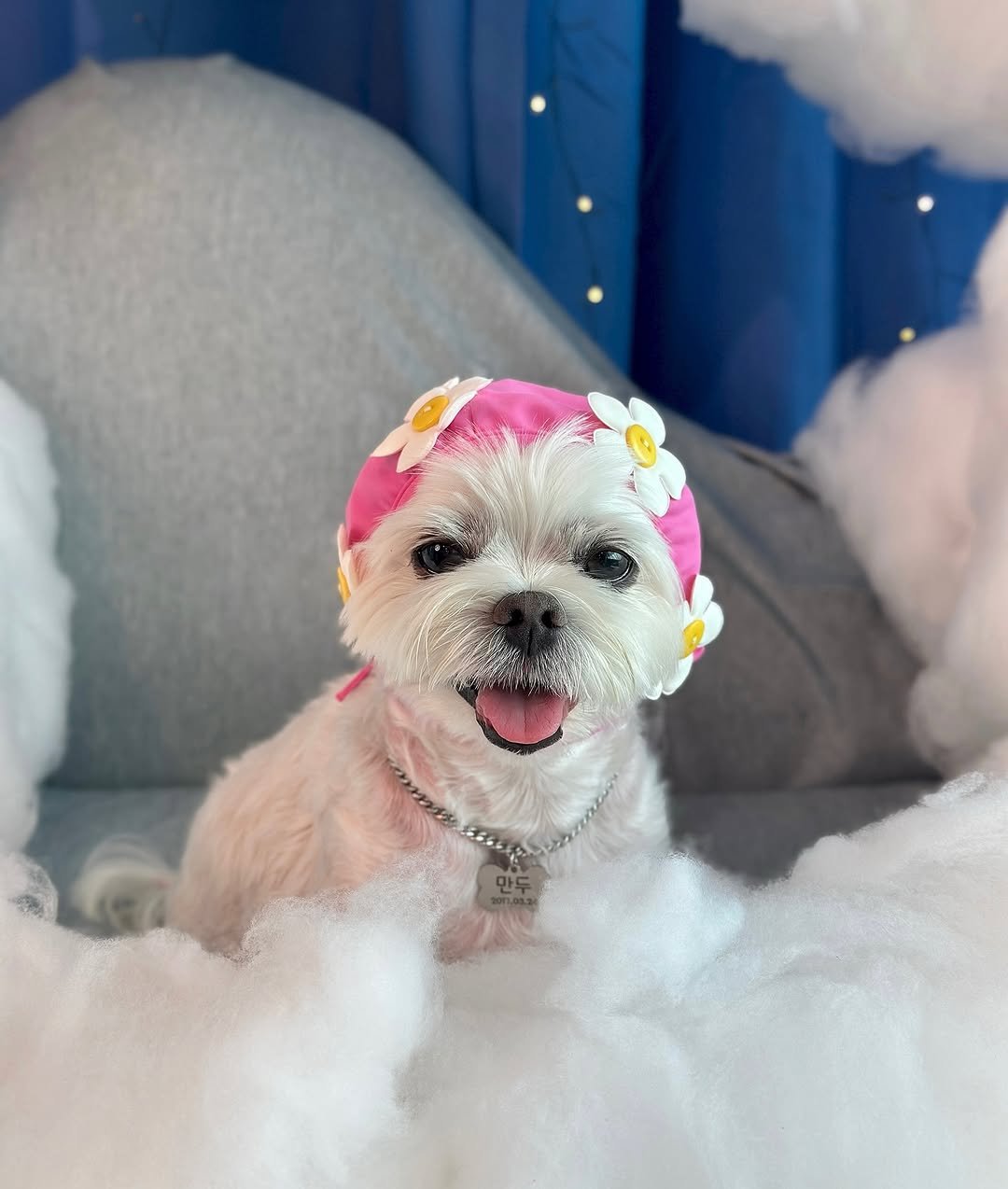Photo by 만두૮ . ̫ . ა ྀིྀིྀིྀིྀིྀིྀ on July 31, 2025. May be an image of Maltese, chihuahua, Pekinese and text.