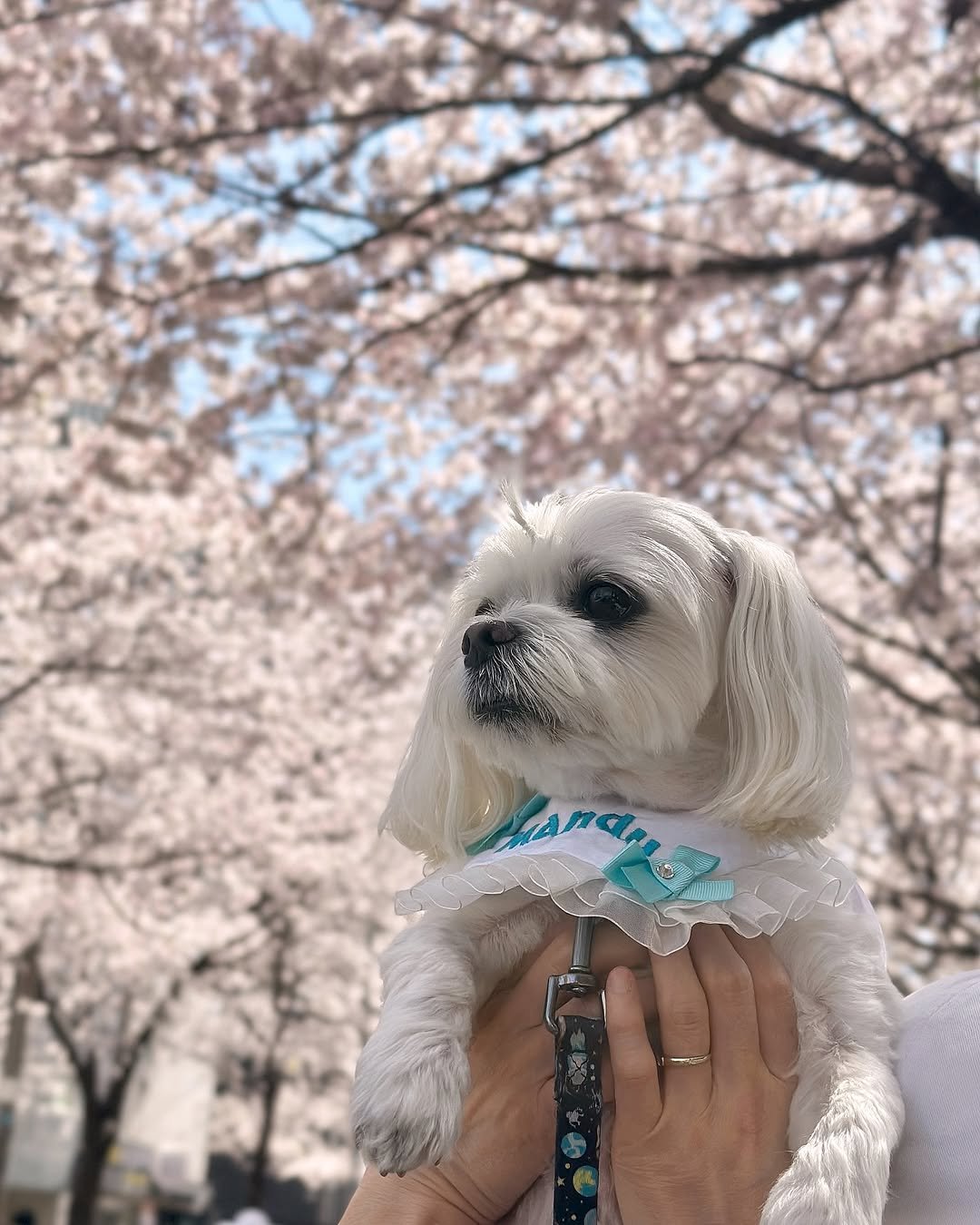 Photo by 만두૮ . ̫ . ა ྀིྀིྀིྀིྀིྀིྀ on April 12, 2025.