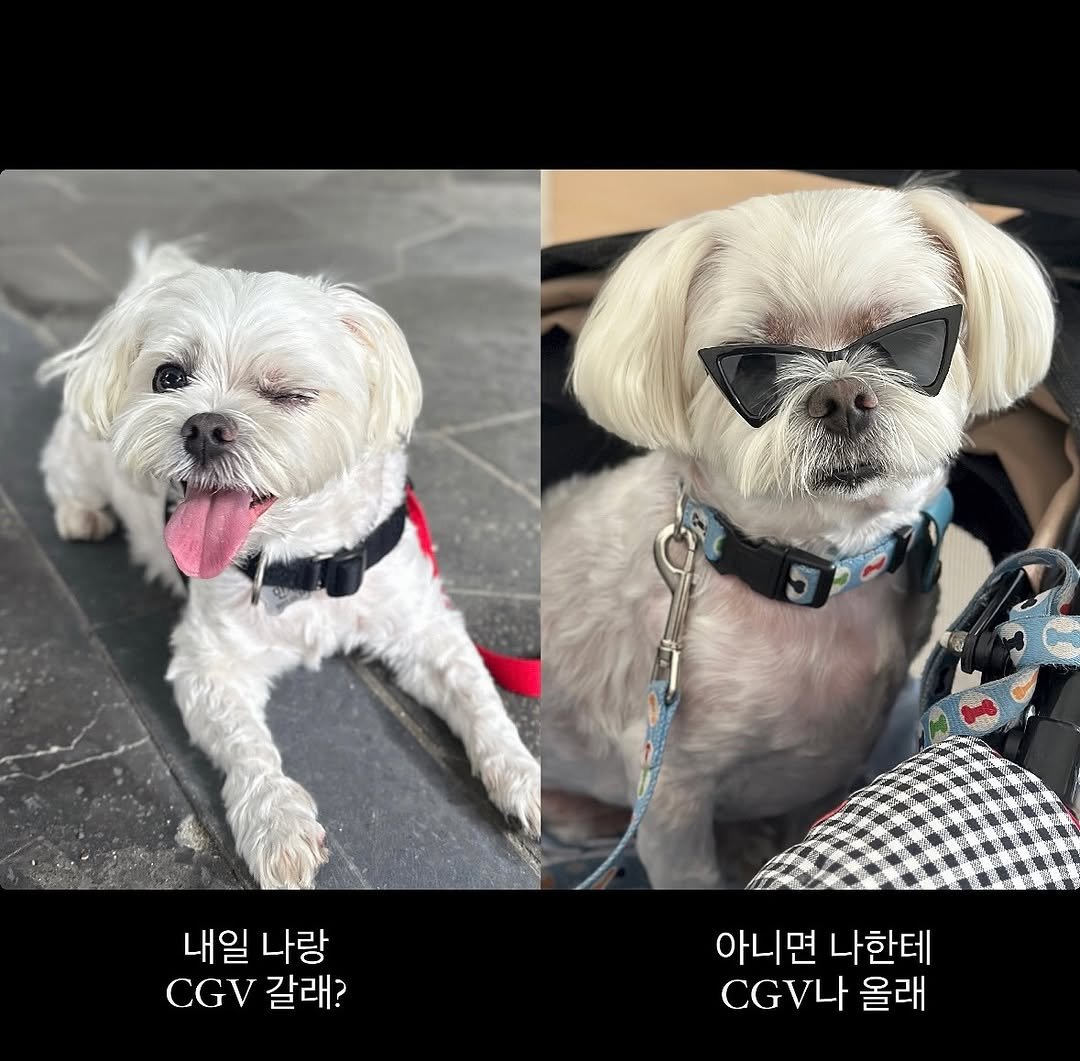Photo by 만두૮ . ̫ . ა ྀིྀིྀིྀིྀིྀིྀ on August 10, 2025. May be an image of chihuahua, Maltese and text that says '내일 내일나랑 나랑 CGV .G갈래? 갈래? 아니면나한테 아니면 나한테 CGVL 올래'.