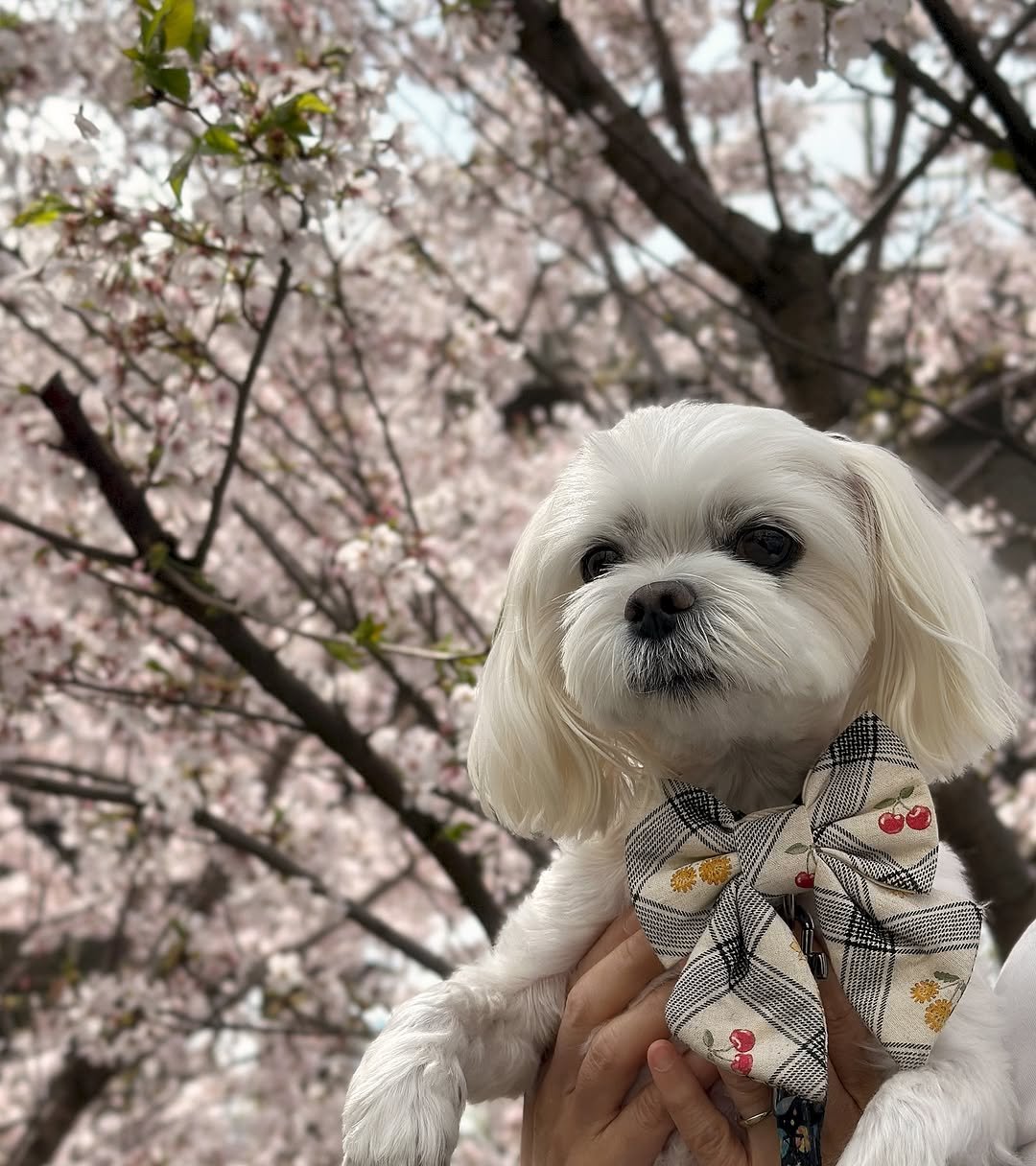 Photo by 만두૮ . ̫ . ა ྀིྀིྀིྀིྀིྀིྀ on April 12, 2025.