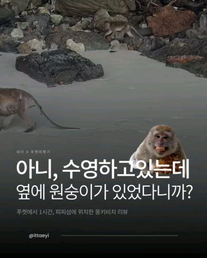ittaeyi 게시물 이미지: 🐒 몽키비치, 너무 충격적 (positive)
지금 아시아나( @flyasiana...