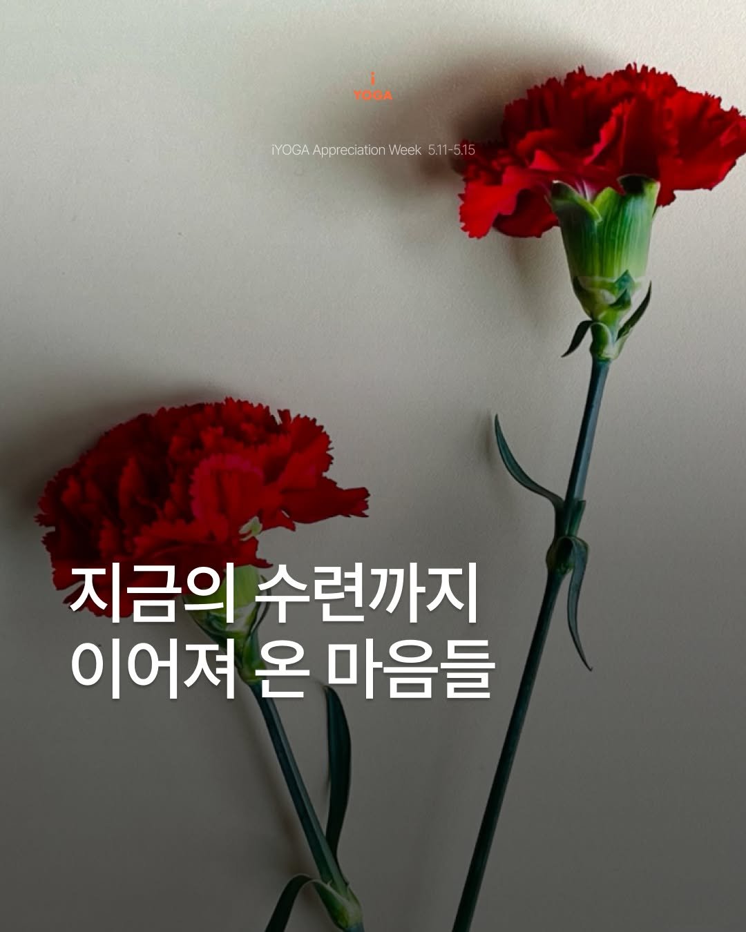 iyoga.official 게시물 이미지: [iYOGA Appreciation Week🧡] 
요가 스튜디오는
저마다 다른...