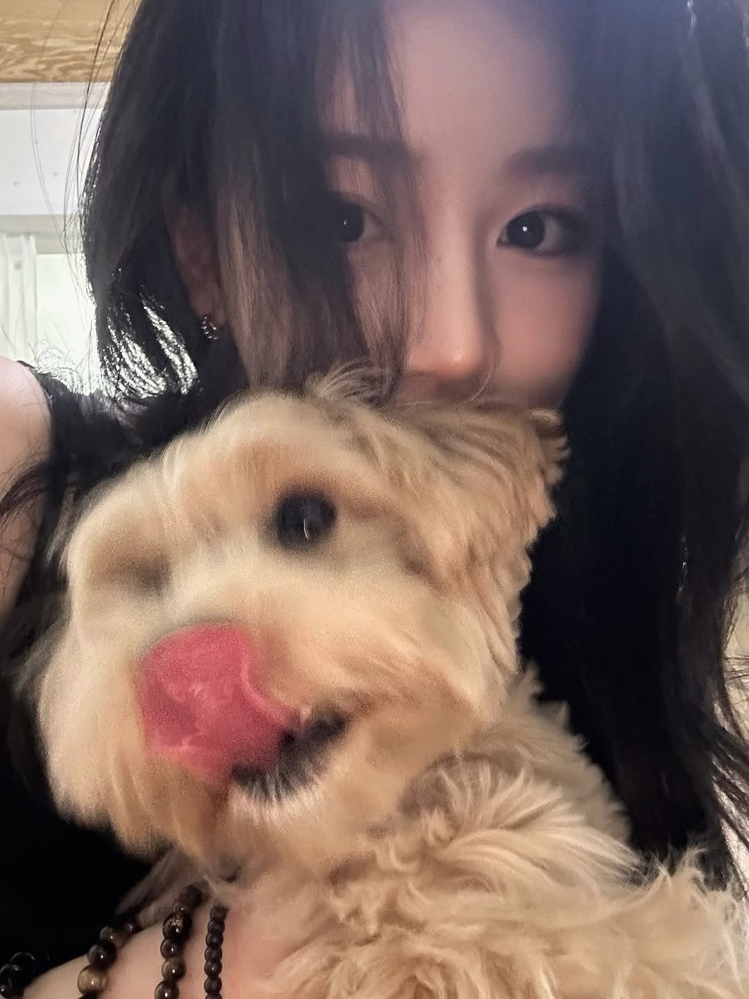 Photo by J on February 07, 2026. May be an image of Norwich terrier, Maltese, cocker spaniel and text.