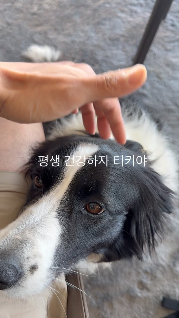 jachung__ 게시물 이미지: 어릴 때 키우던 세 친구는 차례로 무지개 다리를 건넜다. 이후에 나는 강아지를 볼...