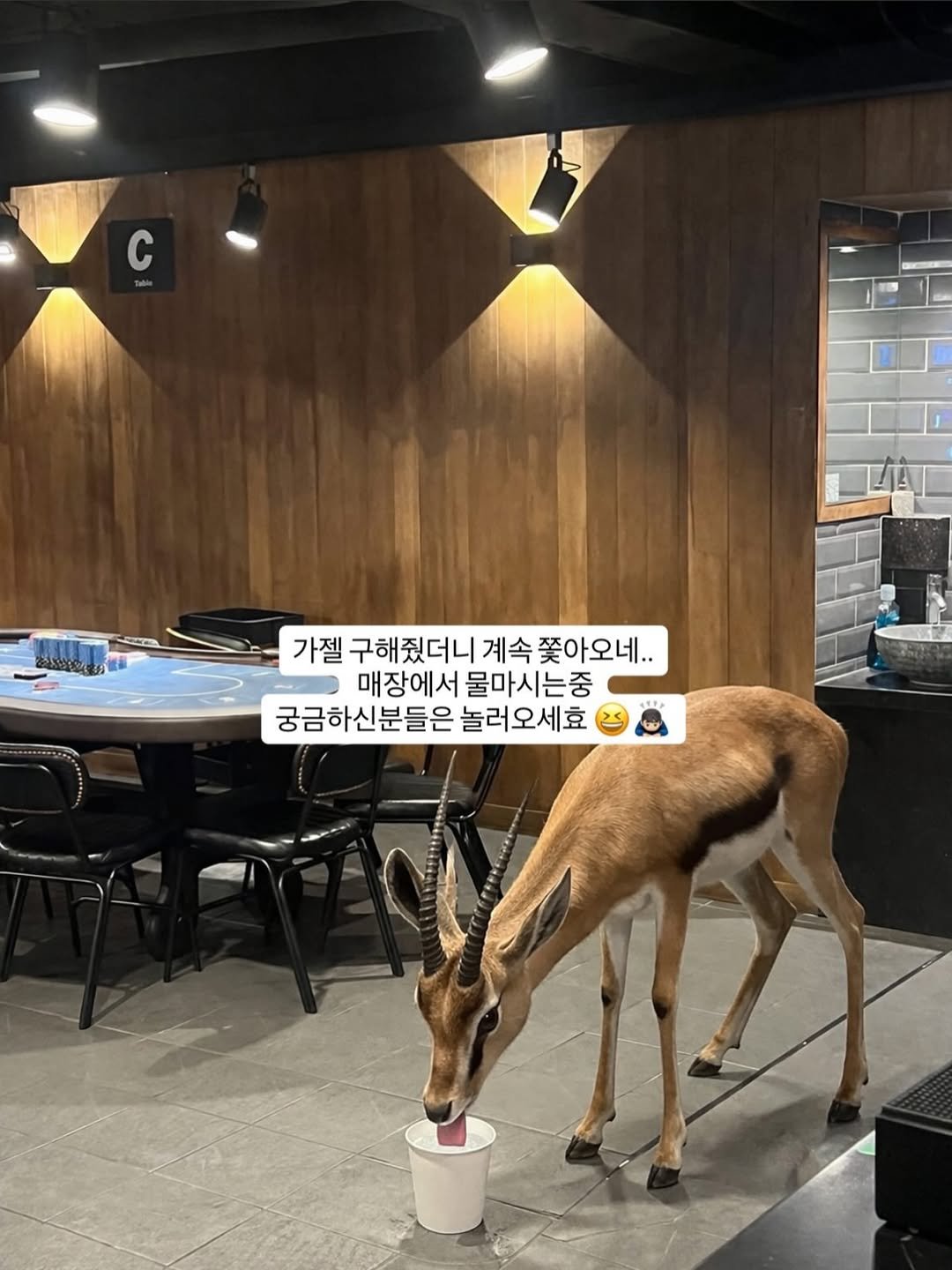 jackpub_moran 게시물 이미지: 치타한테서 도망가던 가젤 구해줬더니...
계속 쫓아서 매장 까지왔네요... 저...
