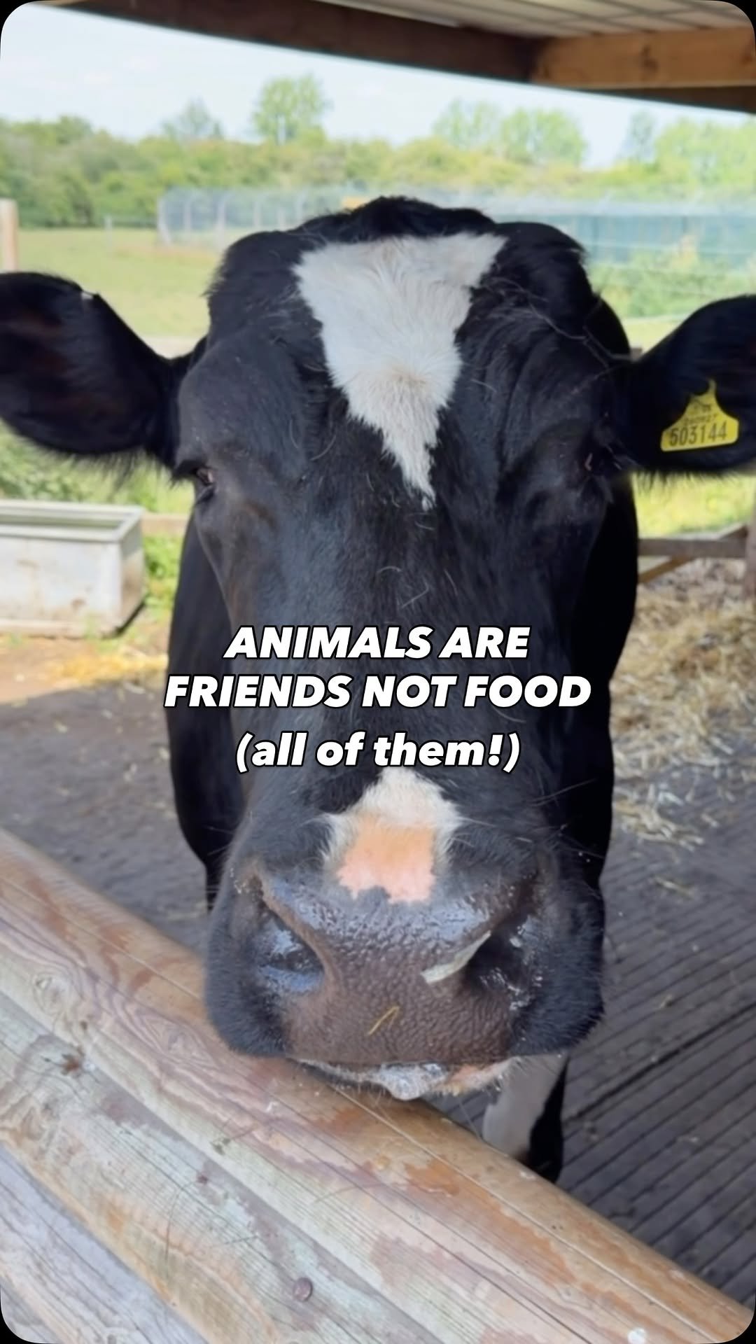 jacobking 게시물 이미지: ANIMALS ARE FRIENDS NOT FOOD!...