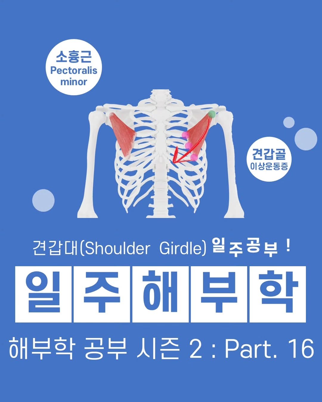 jae_seok_lee_ 게시물 이미지: 🦴일주해부학 열여섯 번째 이야기 : 소흉근

⭕ View Point
(1) 소흉근...
