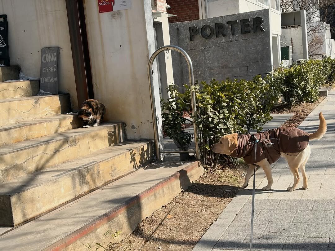 Photo by 정재형 on January 24, 2026. May be an image of mastiff and text.