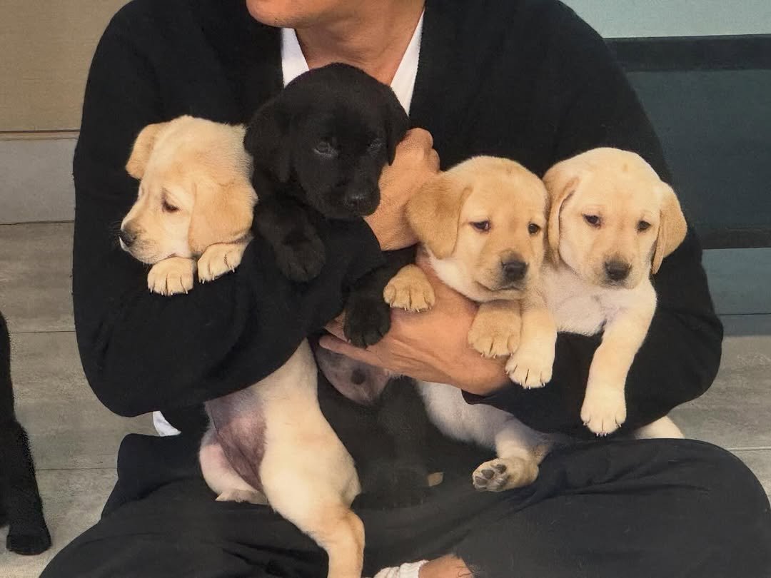 Photo by 정재형 on January 11, 2026. May be an image of golden retriever and text.