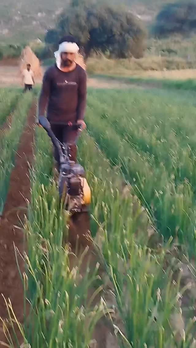 jaihindagriculture 게시물 이미지: प्याज और गाजर में निराई गुड़ाई और मिट्टी लगाएं...