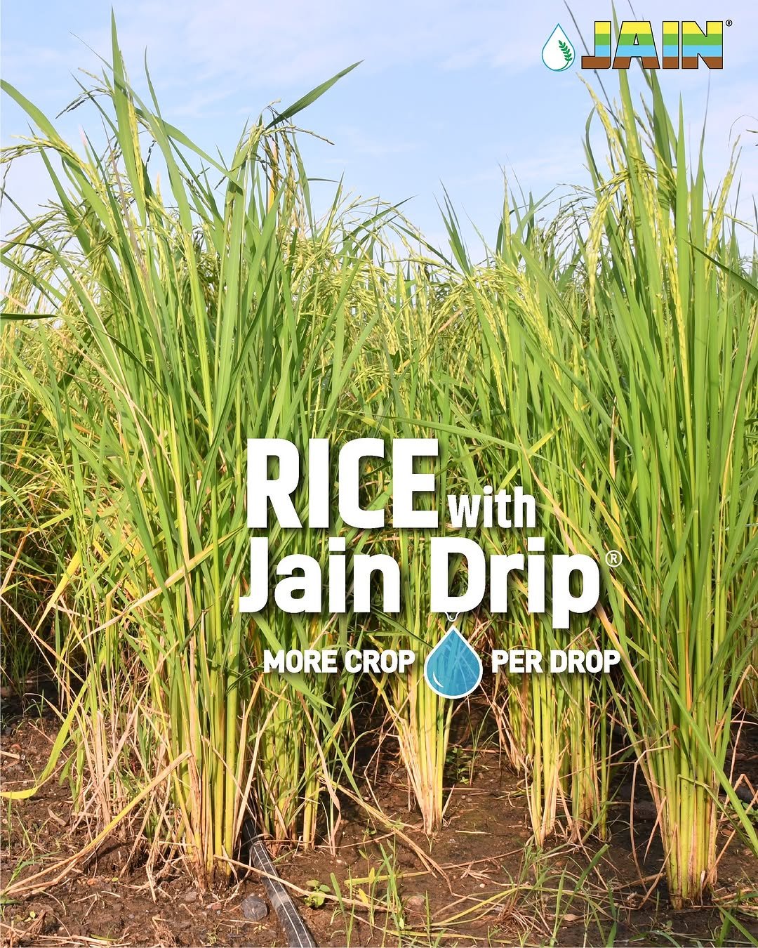 Photo by Jain Irrigation Systems Ltd. on November 21, 2025. May be an image of text that says 'JAIN RICEwith Jain Drip JainDrip ® MORECROP NuS NA MORE MORECROP CROP PER DROP'.