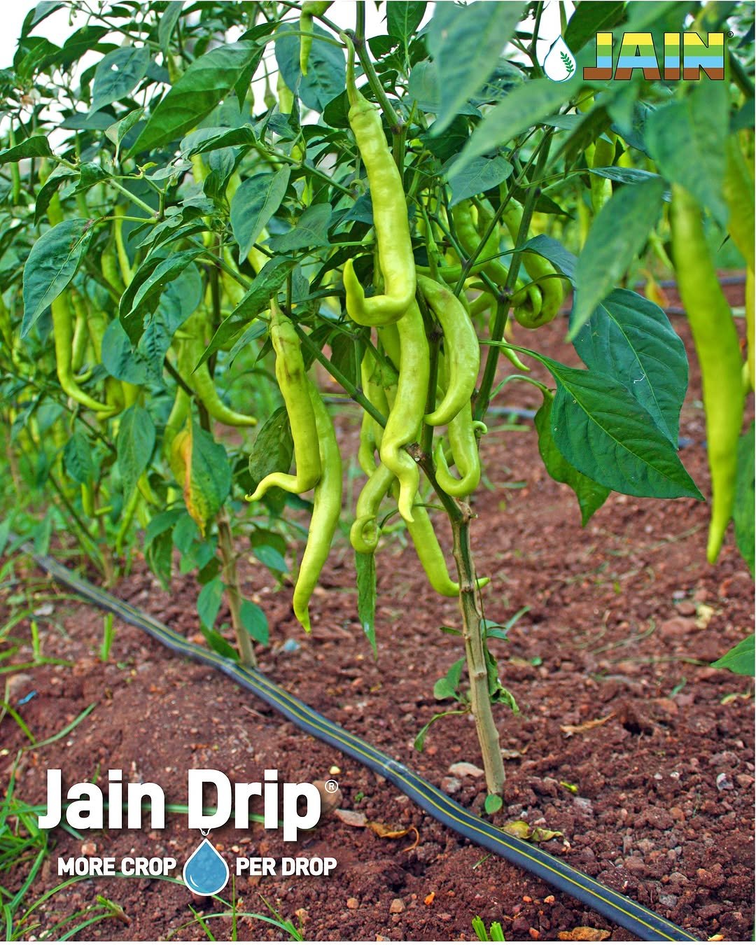 Photo by Jain Irrigation Systems Ltd. on December 01, 2025. May be an image of text that says '水屋 መጀግ PINA Jain Drip MORE CROP PER PERDROP DROP'.