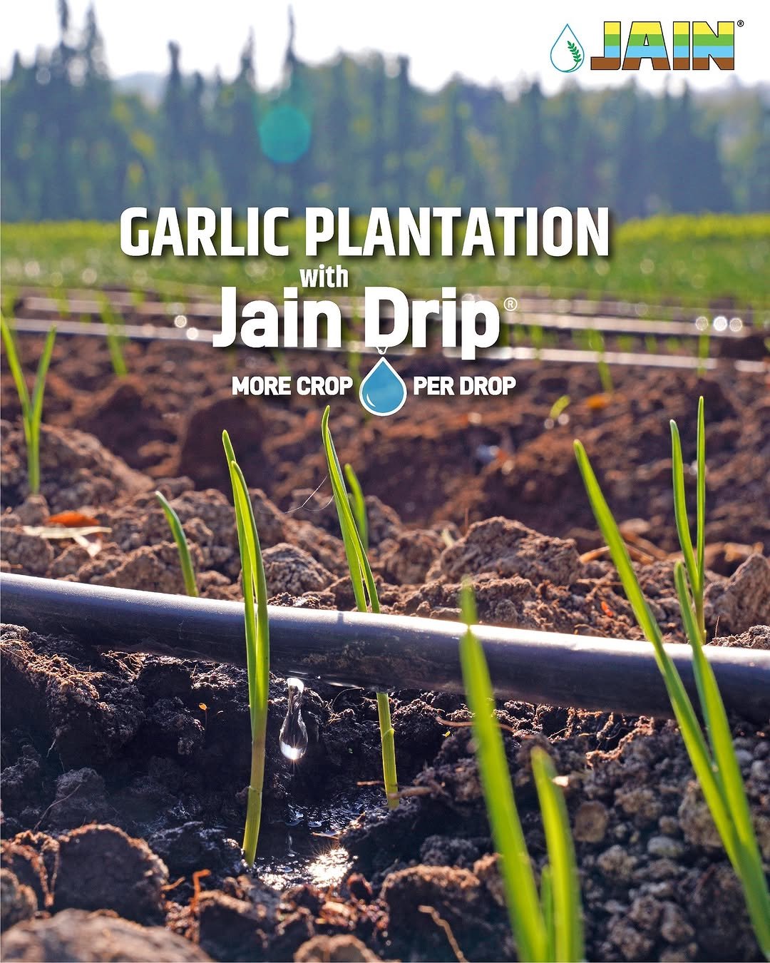 Photo by Jain Irrigation Systems Ltd. on November 27, 2025. May be an image of ‎seedlings and ‎text that says '‎لرلال JAIN GARLIC PLANTATION with Jain Drip ® MORE CROP PER DROP‎'‎‎.