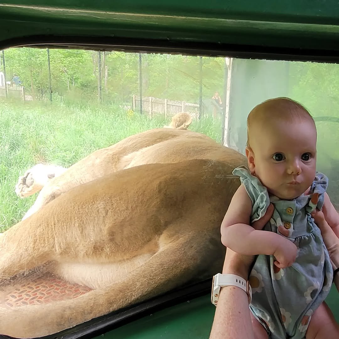 jakehanss 게시물 이미지: Emily tried to give Ruby to a lion, luckily it...