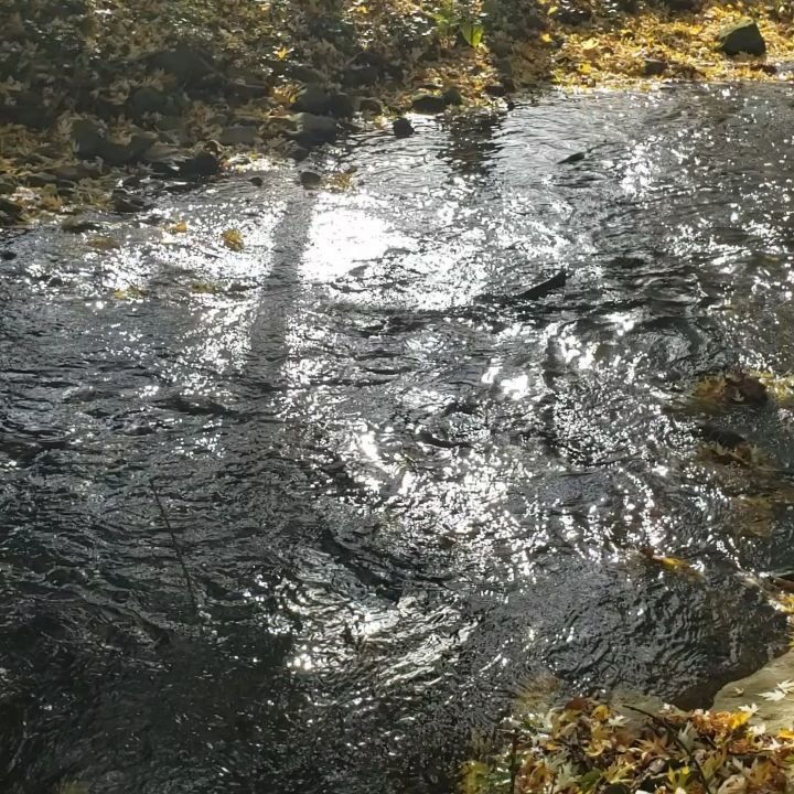 jakehanss 게시물 이미지: Love seeing the salmon run through my own back yard!