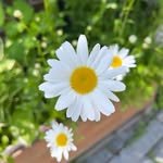 hyunmee77 프로필 사진