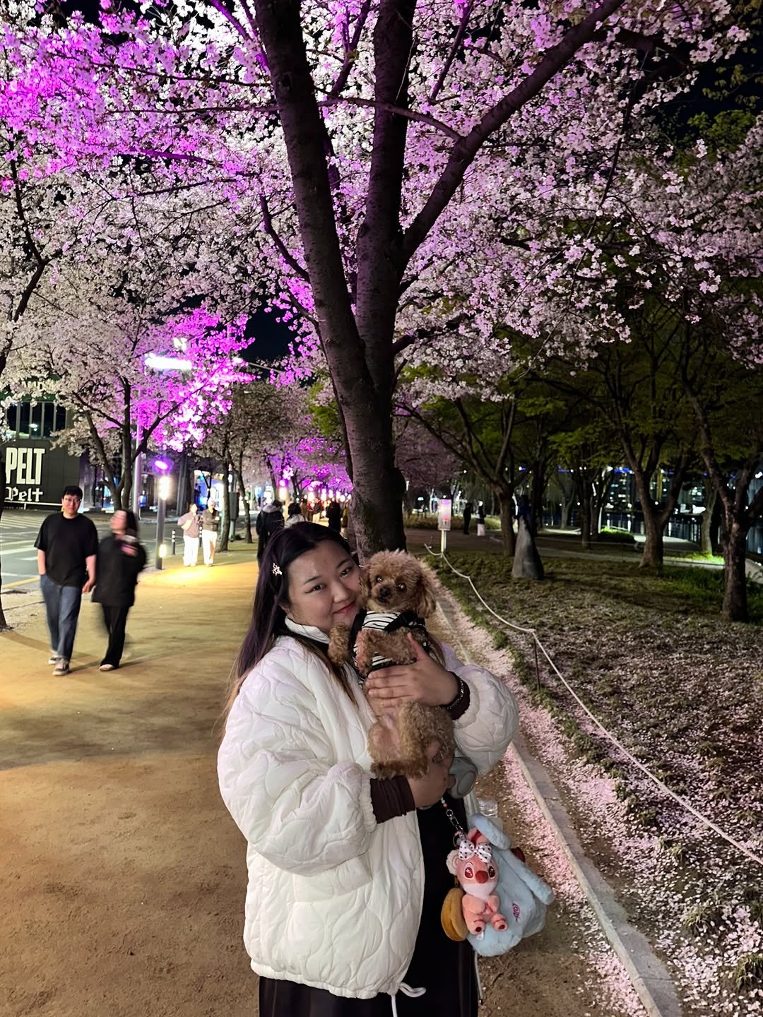 Photo by 잼니 on April 04, 2026. May be an image of Bedlington terrier, cocker spaniel and text.