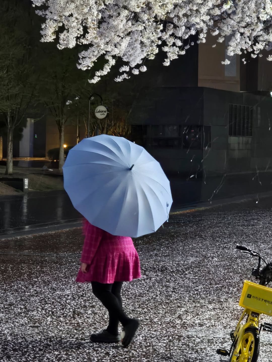 Photo by 잼니 on March 31, 2026. May be an image of umbrella, parasol, stone-fruit tree, street and text.