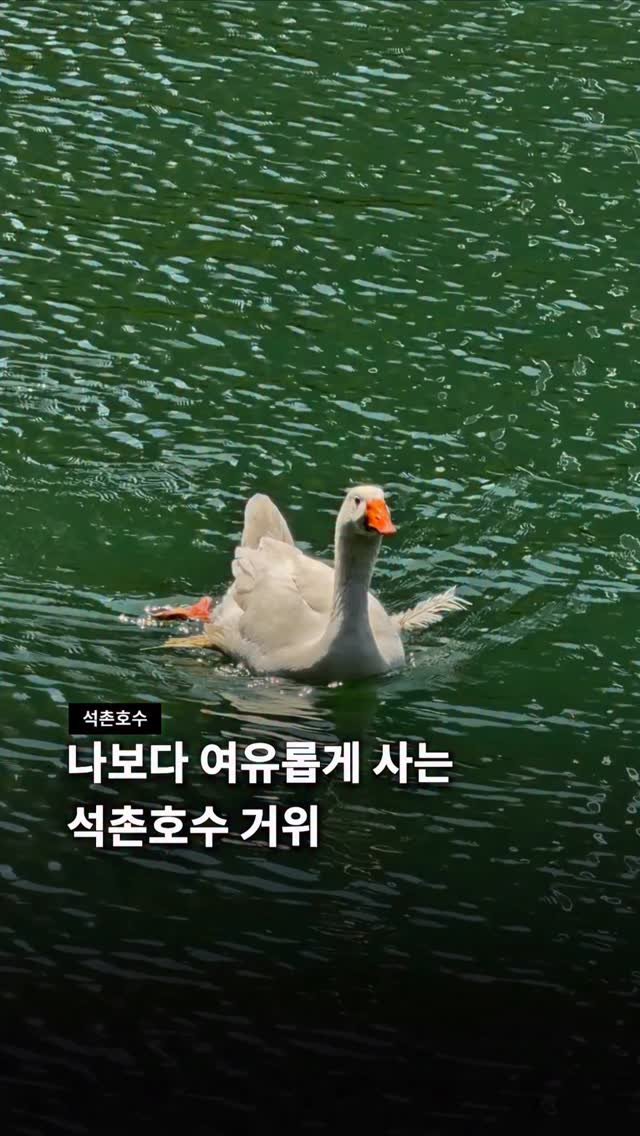 jamsilism 게시물 이미지: 맨날 석촌호수 걷는 이유🪿

오늘은 거위가 뭘 하고 있을까 궁금해지거든요!ㅋㅋㅋ...