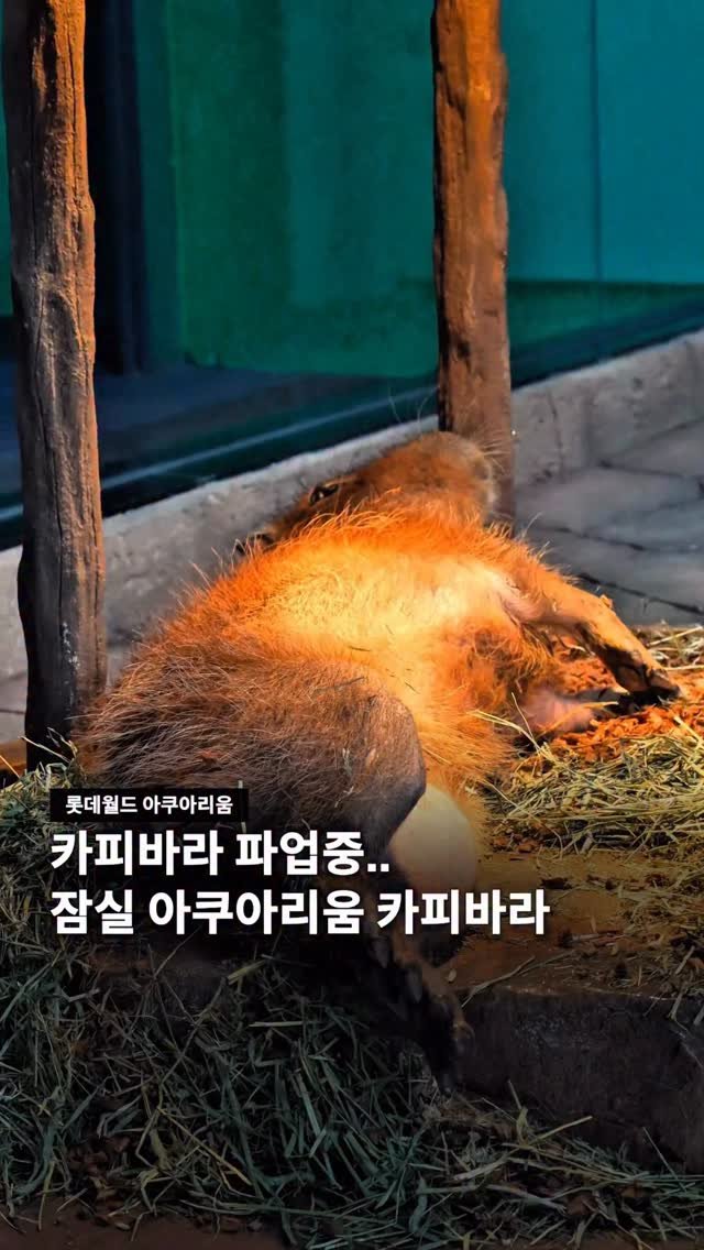 jamsilism 게시물 이미지: 카피바라 파업중인 잠실 아쿠아리움 👀

롯데 임직원분들 보십시요. 어딘가 불만이...