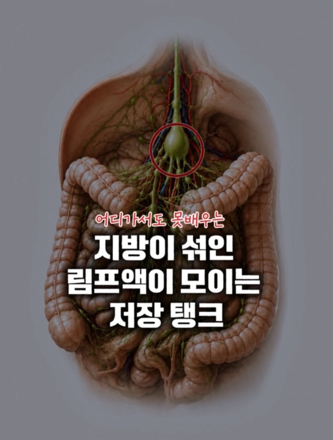 jangs_care 게시물 이미지: 유미조, 들어보셨나요? 😊

유미조(乳糜槽)는
우리 몸에서 가장 큰 림프 구조 중...