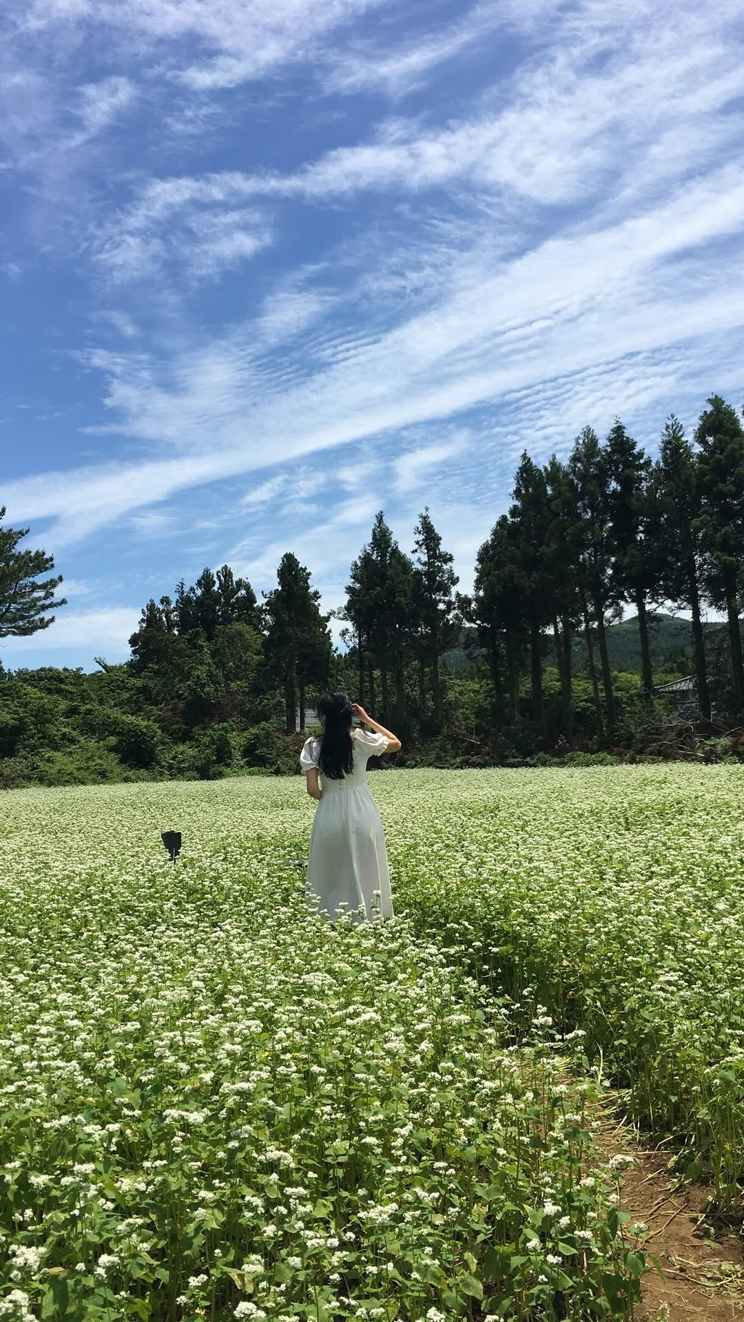 jay_secondworld 게시물 이미지: (SNS에 올린 적 없는) 도민들만 아는 제주 서쪽 메밀밭 

제주에 산지 4년이...