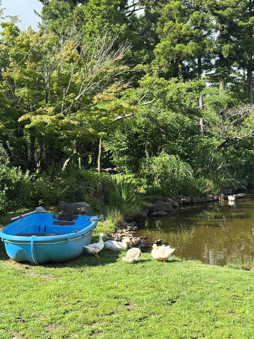 Photo by 여행자 Jay | 제2의 세상 on September 23, 2025. May be an image of swan, goose, duck, duckling, mallard, body of water and text.