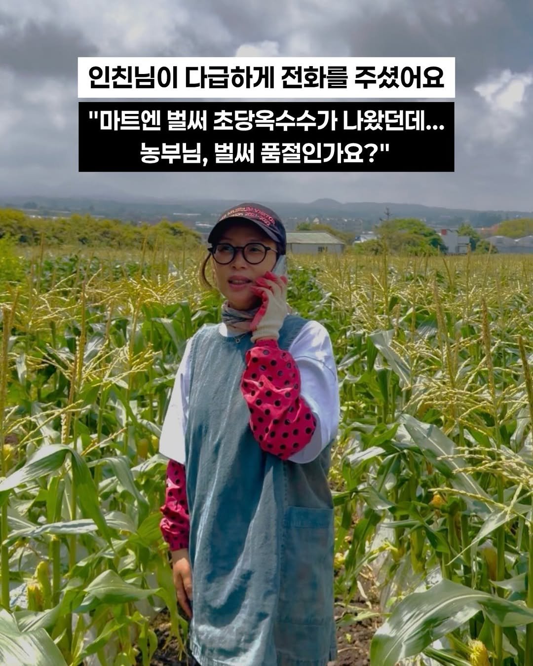 jeju_momsfarm 게시물 이미지: 인친님께 다급한 전화를 한 통 받았습니다.

마트에 갔더니 초당옥수수가 보여서...