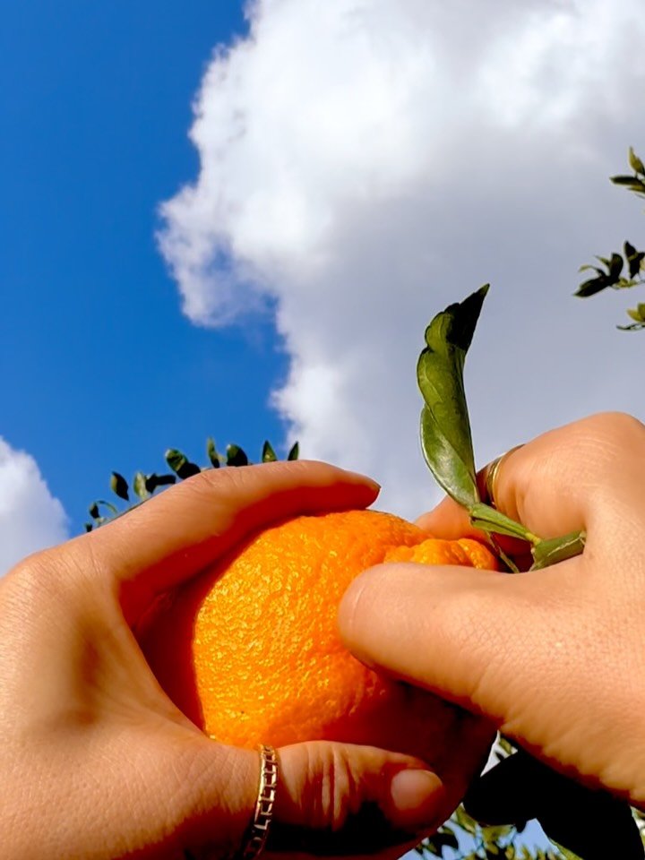 jeju_momsfarm 게시물 이미지: 올해 첫 써니트를 발송했습니다.

보낼 때마다 그렇지만
늘 마음이 긴장되는...