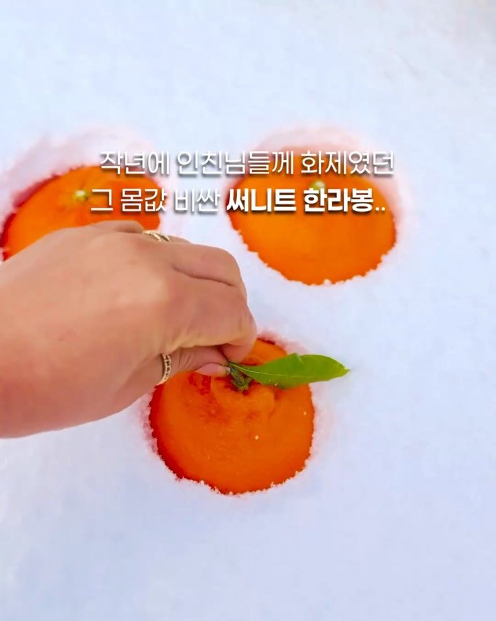 jeju_momsfarm 게시물 이미지: 작년에 인친님들께 화제였던
몸값 비싼 써니트 한라봉…🍊

올해도 살짝,
정말 살짝...