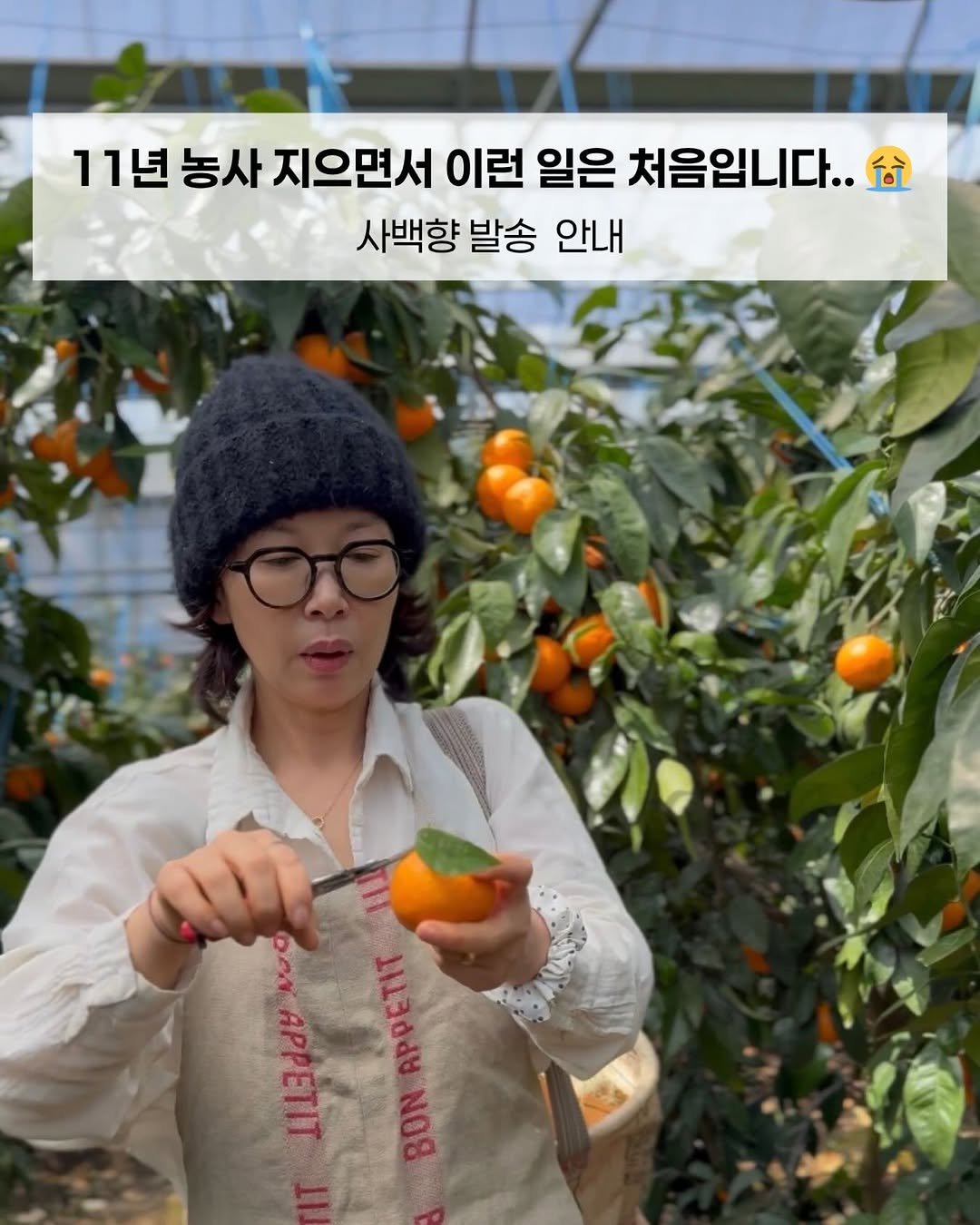 Photo by 제주맘스팜_이은미 on April 20, 2026. May be an image of mandarin and text that says '11년농사 11년 농사 지으면서 이런 일은 처음입니다.. 台 사백향 발송 안내 NAPPETIT cem BOOOPOIT FPPETT BOW'.