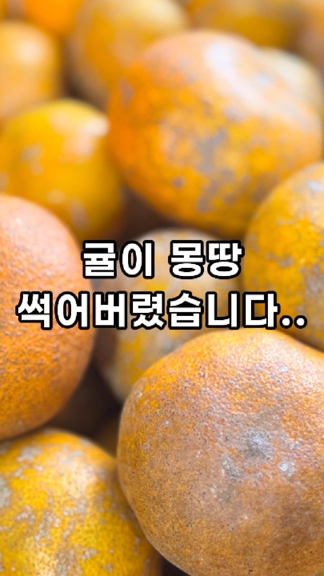 jeju_momsfarm 게시물 이미지: 가장 중요한 팁은 영상 끝에 있어요 🍊

1.귤 받자마자, 
✅일단 박스를...