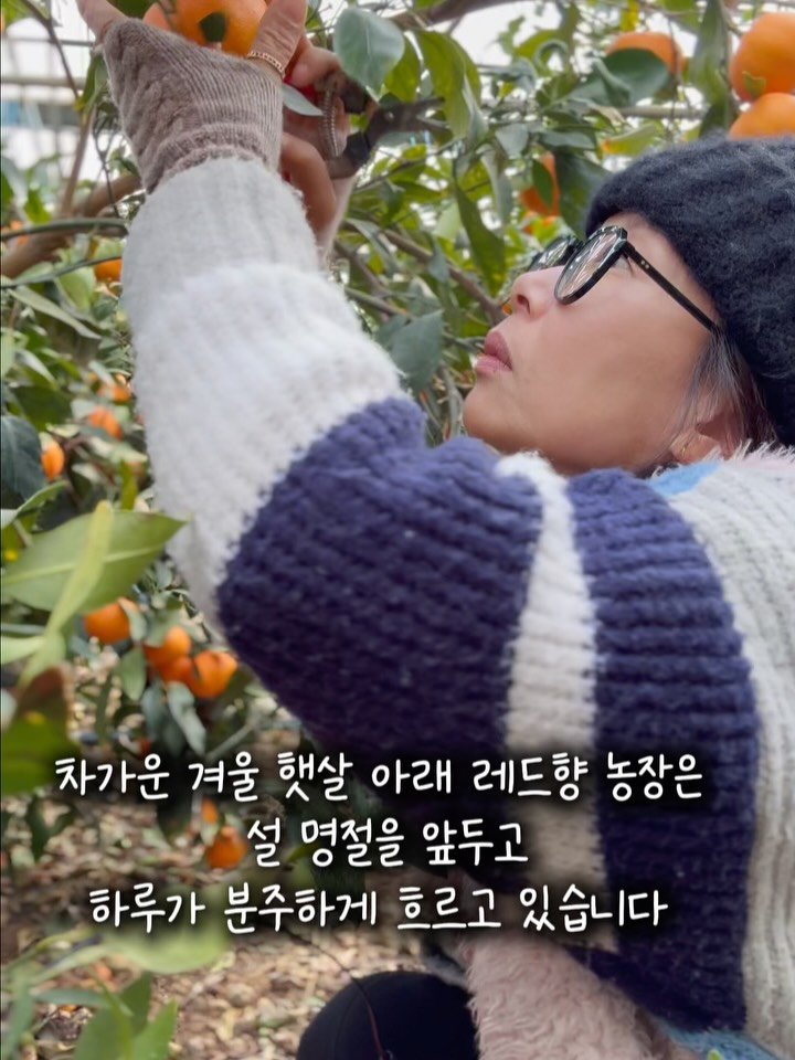 jeju_momsfarm 게시물 이미지: 📌 안내드립니다

🍊레드향 혼합과 선물용 대과는
준비된 수량이 모두 소진되어 현재...