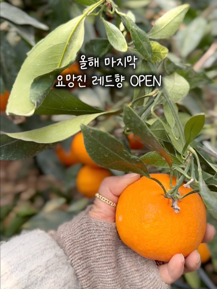 jeju_momsfarm 게시물 이미지: 올해 레드향 농사가
마지막 고개를 넘었습니다. 🍊

작년에 유난히 사랑받았던
그...