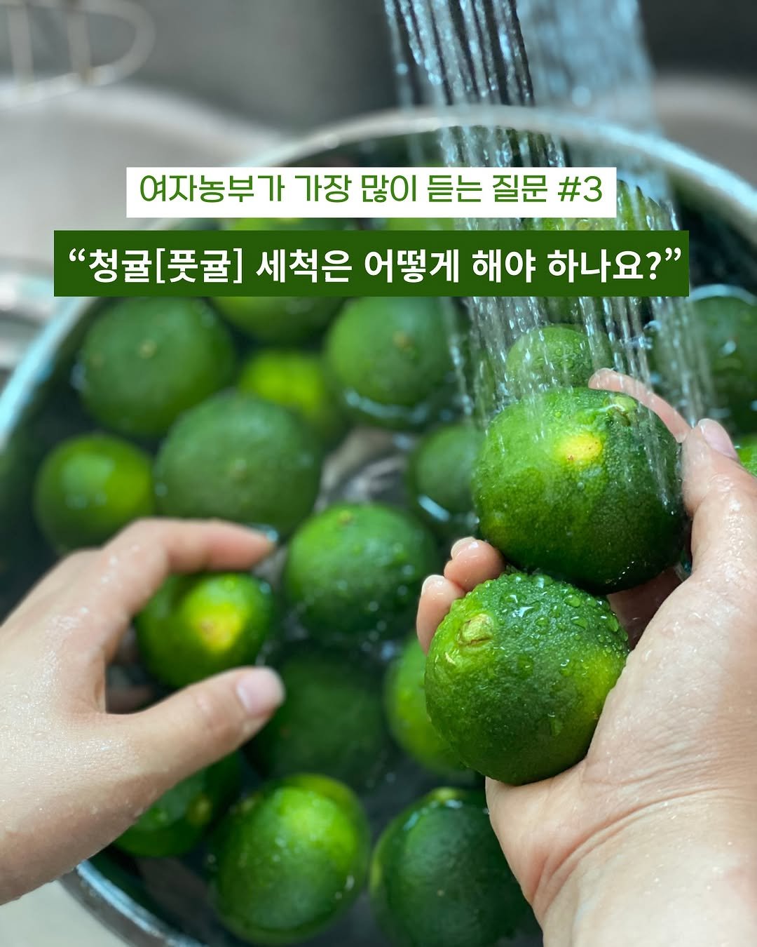 Photo by 제주맘스팜_이은미 on August 15, 2025. May be an image of grapefruit, pomelo and text that says '여자농부가 가장 많이 듣는 질문 #3 "청귤[풋귤] 세척은 어떻게 해야 하나요?"'.