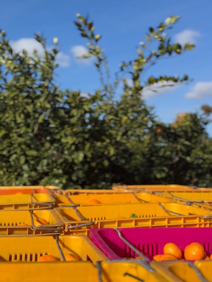 jeju_momsfarm 게시물 이미지: 올해 귤 농사는
들쑥날쑥하다.

맛이 없는 건 아니다.
그런데 자꾸 말 앞에서...