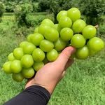 moonfield_farm 프로필 사진